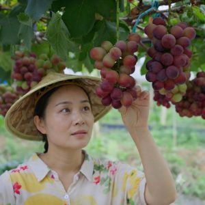 千岛湖种葡萄的农场主