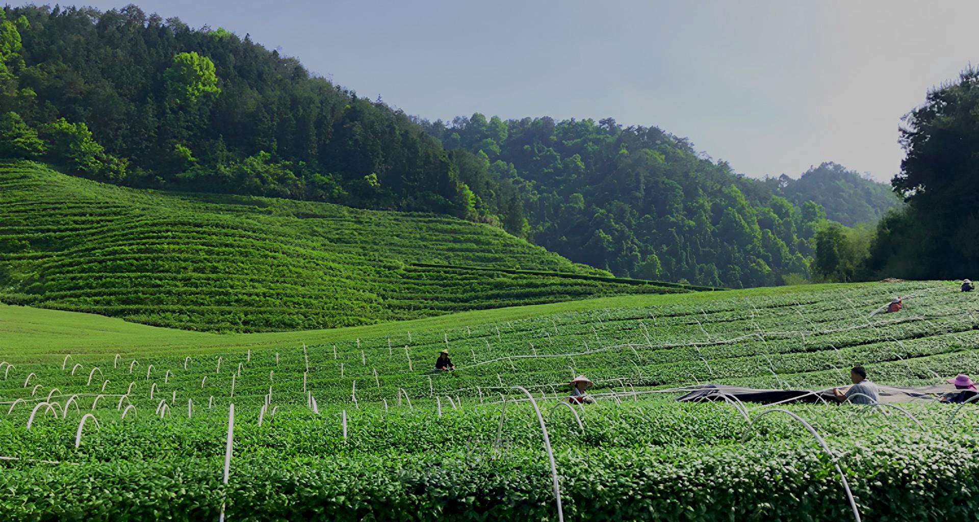 生态基地 organic matcha plantation in qiandaolake