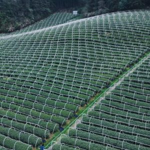 shaded organic matcha tea farm