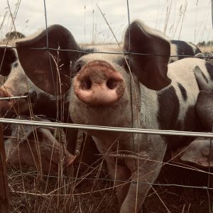 pig, boar, animals, mammal, so, pork, nose, piglet, pets, farm, agriculture, nature, wild, sweet, meat, wildlife, fun, dirty, rural