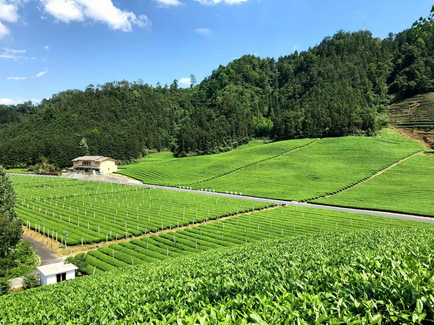 生态基地 organic matcha farm qiandao lake