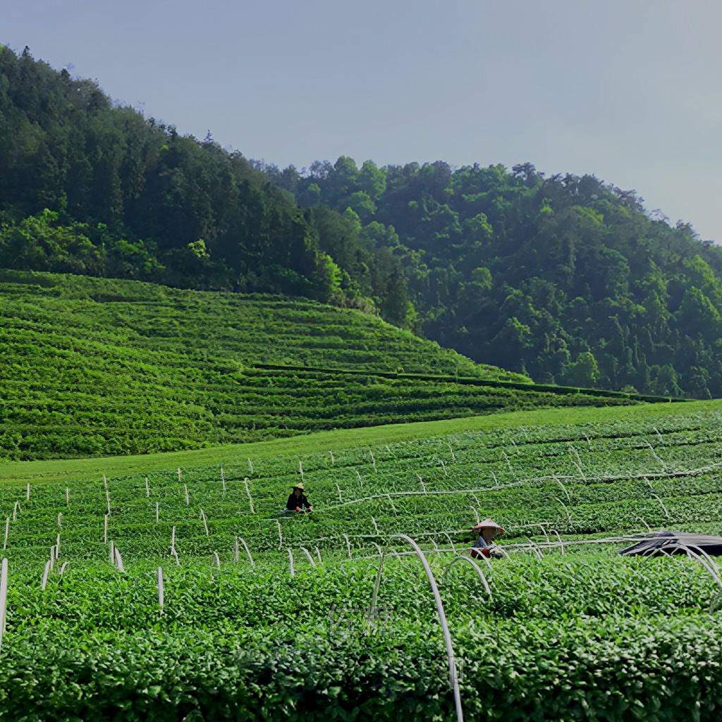 organic matcha plantation in qiandaolake