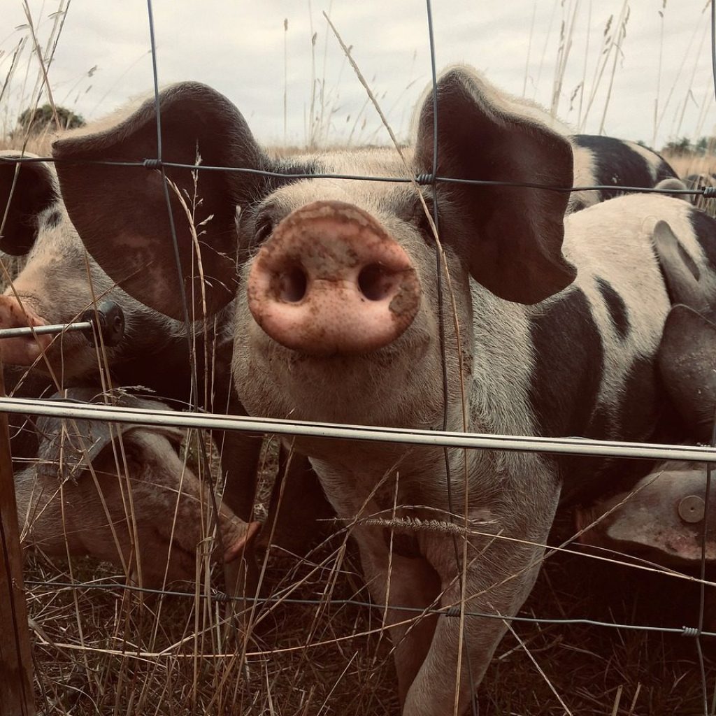 pig, boar, animals, mammal, so, pork, nose, piglet, pets, farm, agriculture, nature, wild, sweet, meat, wildlife, fun, dirty, rural